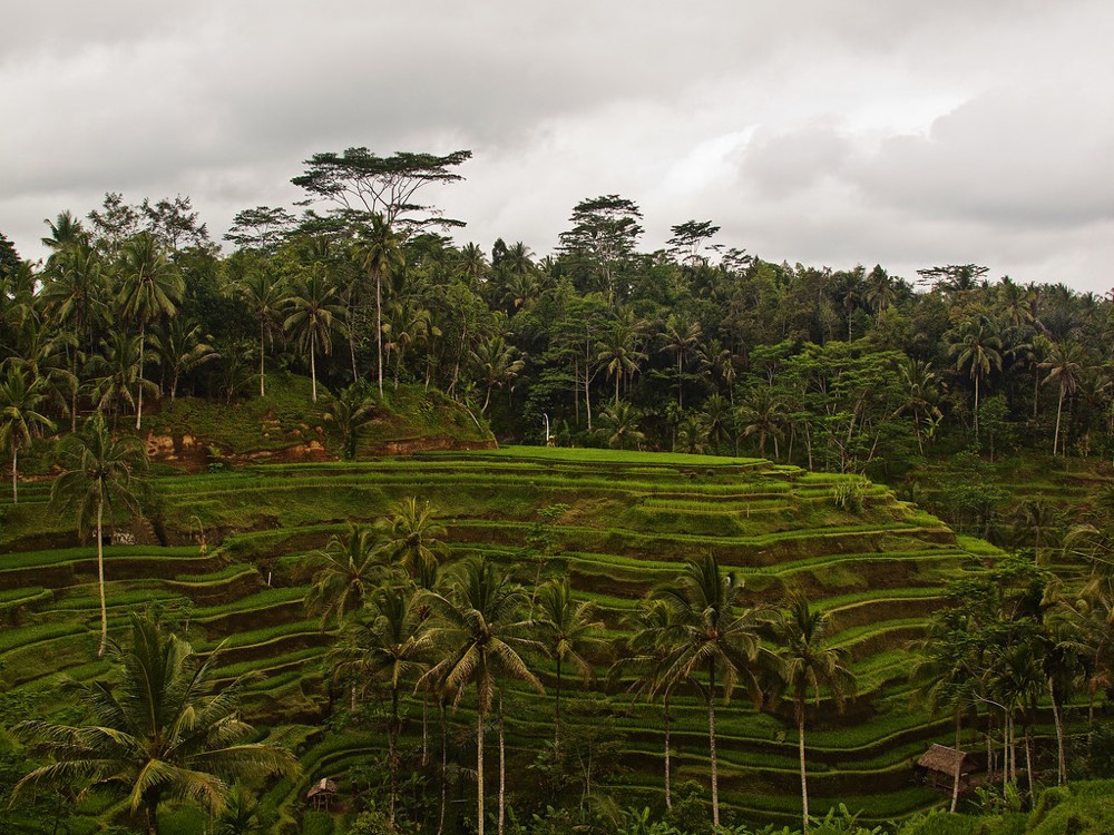 Rice terraces, Bali